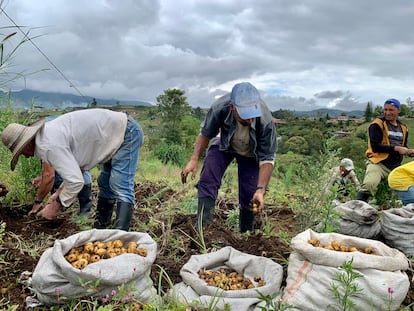 Campesinos benefactores de la vereda Las Mercedes, en el municipio de Marinilla (Antioquia), seleccionan papas para donar.