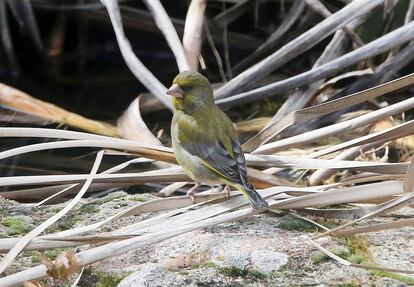 Verderón común 'Carduelis chloris'.