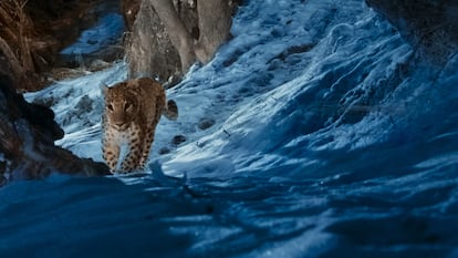Un momento de la serie documental 'Instinto animal'.