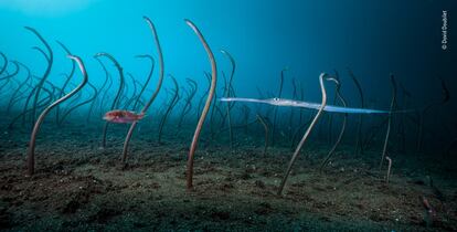 'The garden of eels' EE UU.