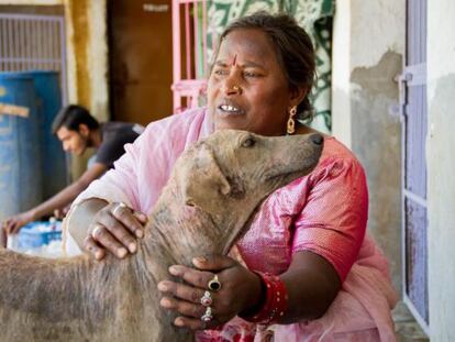 Kamla, una de las trabajadoras de Animal Aid, acaricia a uno de los perros que se recuperan en las instalaciones.