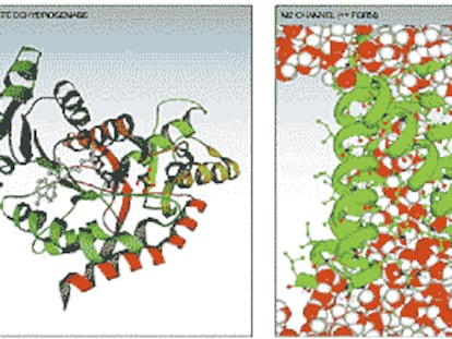 Simulación de la estructura de una enzima, que muestra el mecanismo catalítico, que acelera una reacción específica. A la derecha, simulación de un canal iónico en el virus A de la gripe que juega un papel esencial en la infección.