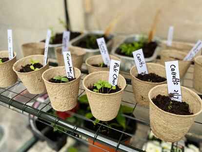 Vegetable seedlings growing in pots ready to be planted in the garden