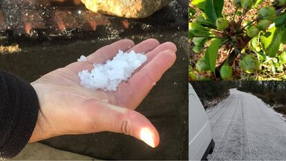 Cerezas afectadas por las últimas granizadas.