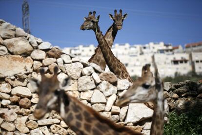 Dos jirafas se cruzan en su recinto del zoológico bíblico de Jerusalén (Israel).