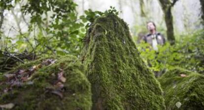 Debido a la humedad de la niebla las rocas aparecen totalmente cubiertas de musgo.