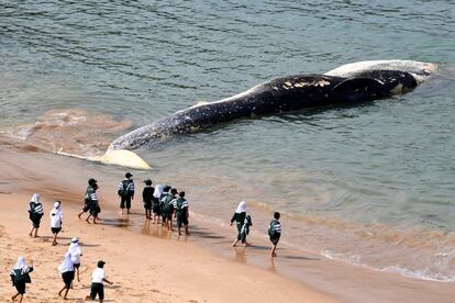 Visitantes del Parque Nacional Real observan el cadáver de una ballena que apareció en Wattamolla Beach, al sur de Sydney (Australia).