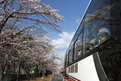 Varias personas miran los cerezos en flor desde un autobús dentro de la 'zona de difícil retorno' del área de Yonomori, el 6 de abril de 2019, en Tomioka, Fukushima, Japón. El camino, con aproximadamente 480 cerezos, se ubica en la zona del accidente de la planta nuclear de Fukushima Dai-ichi que tuvo lugar en 2011. El gobierno municipal organizó autobuses para exresidentes de la zona, a seis kilómetrosde la planta nuclear, para que por primera vez en nueve años puedan contemplar los cerezos en flor.