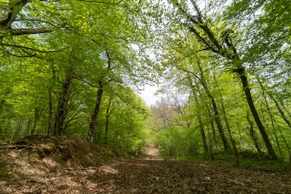 En el 'túnel' natural de la ruta no es raro toparse al amanecer con algún corzo, jabalí o zorro, mientras sobrevuelan al senderista muchas aves de pico mediano.