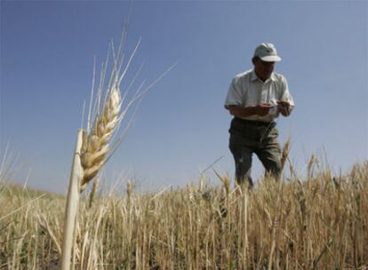 Un agricultor en una plantación de trigo.