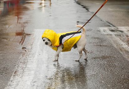 Un perro con chubasquero, este jueves, en una calle de Dènia (Alicante).