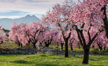 El Valle del Pop, en Alicante.