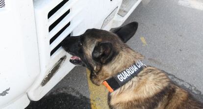 Un gu&iacute;a canino inspecciona el cami&oacute;n que atropell&oacute; al ciclista.