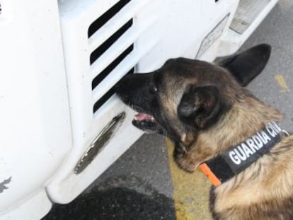 Un guia caní inspecciona el camió que va atropellar el ciclista.