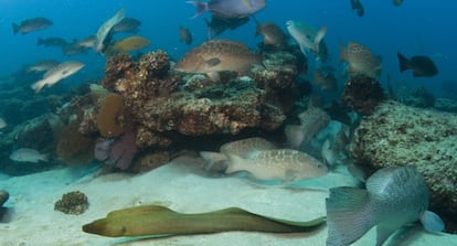 Imagen de especies del arrecife del Mar de Cortés.