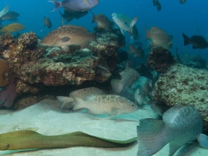 Imagen de especies del arrecife del Mar de Cort&eacute;s.