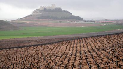 Vi&ntilde;edo en la provincia de Valladolid.