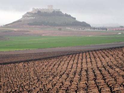 Vi&ntilde;edo en la provincia de Valladolid.