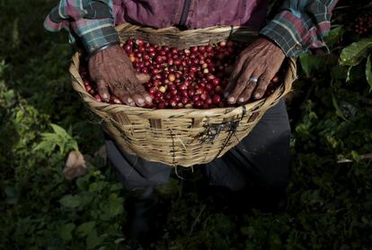 Un hombre de la tribu étnica nicaragüense sumos recoge las bayas de café en la finca de Nogales en Jinotega.