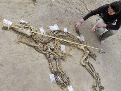 Los restos del tapir hallado en Girona de más de tres millones de años.