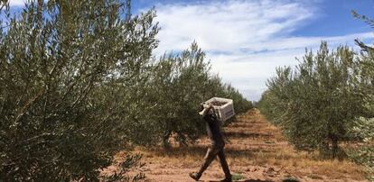 Devico comercializa aceite en Estados Unidos proceente de sus cultivos de Marruecos (en la imagen) a través de su marca Pompeian.