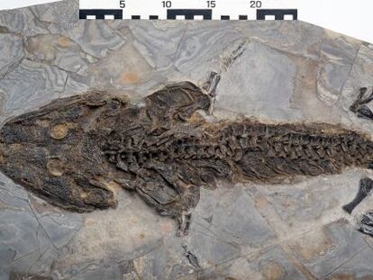 Fósil del anfibio 'Sclerocephalus', de la cuenca Saar-Nahe en Alemania.
