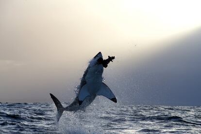 Vas por la playa, ves un pequeño tiburón y, ¿qué haces? Al futbolista Marc Crosas solo se le ocurrió atraversarlo con un palo. Ni el desconocimiento de que es una especie en peligro de extinción ni sus disculpas le salvan de semejante salvajada. No, con uno como el de la foto no se hubiese atrevido.