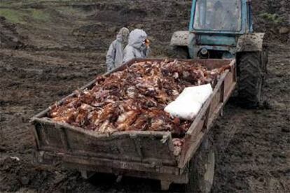 Unos trabajadores se disponen a quemar gallinas muertas en una granja de la región rusa de Dagestán.