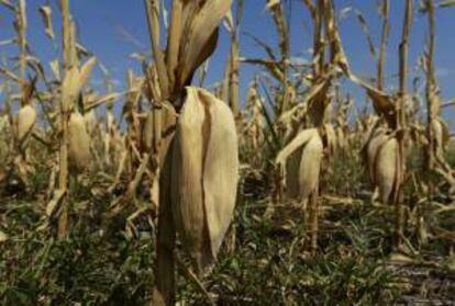 Una parcela con cultivo de maz cerca de Ponca City, Oklahoma (EE.UU.). EFE/Archivo