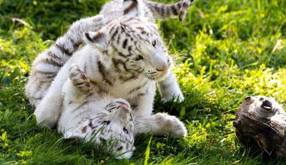 Las dos crías de tigre blanco nacidas en Sendaviva juegan en el parque navarro. 
 