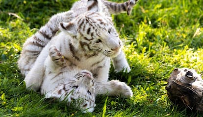 Las dos crías de tigre blanco nacidas en Sendaviva juegan en el parque navarro.