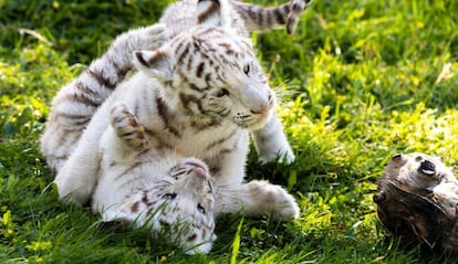 Las dos crías de tigre blanco nacidas en Sendaviva juegan en el parque navarro. 
 