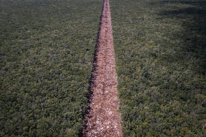 Tren Maya deforestación