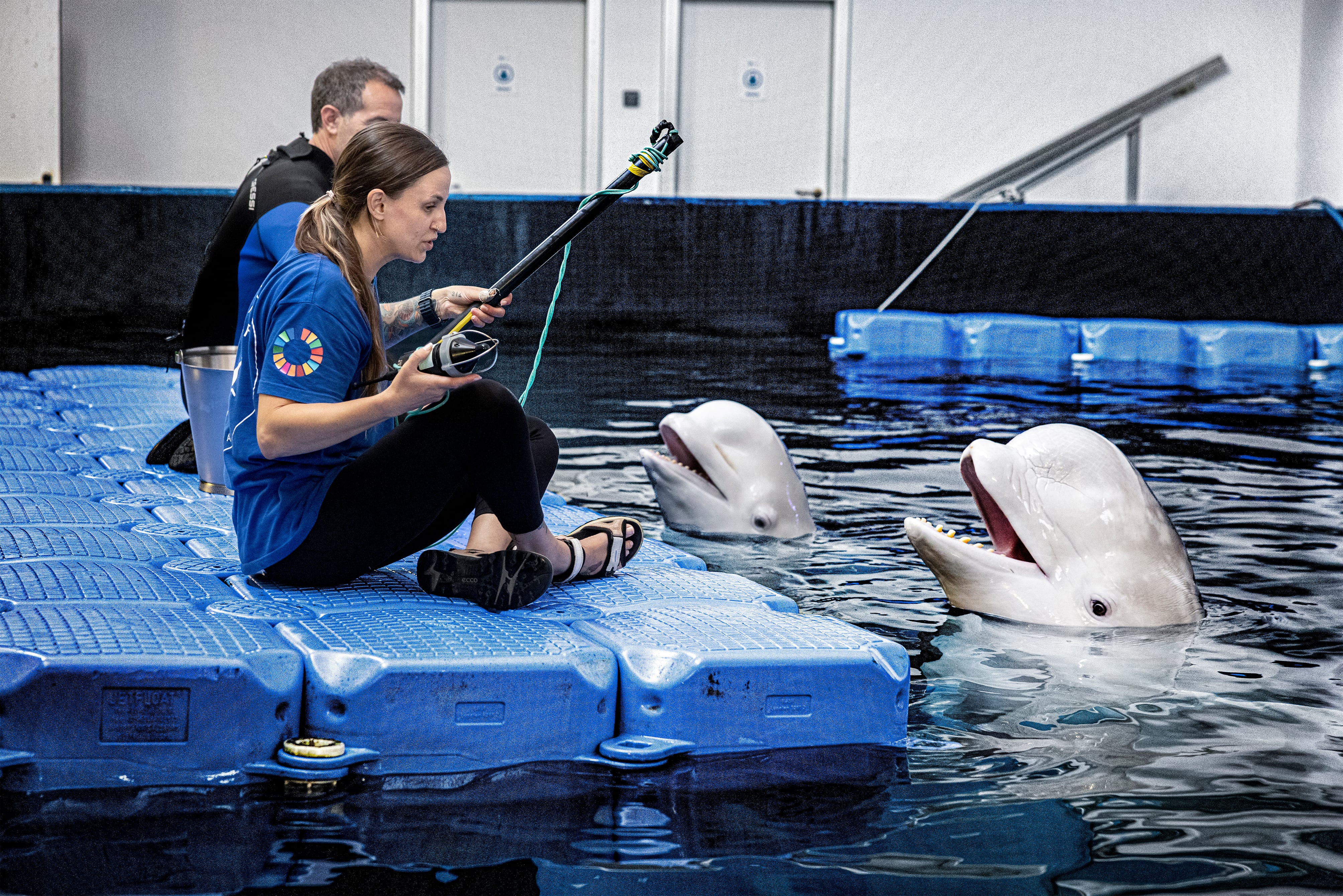 Las belugas evacuadas de Ucrania no ‘hablan’ como las criadas en España 