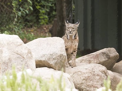 Jazmín, the female lynx now living at the Madrid Zoo Aquarium.