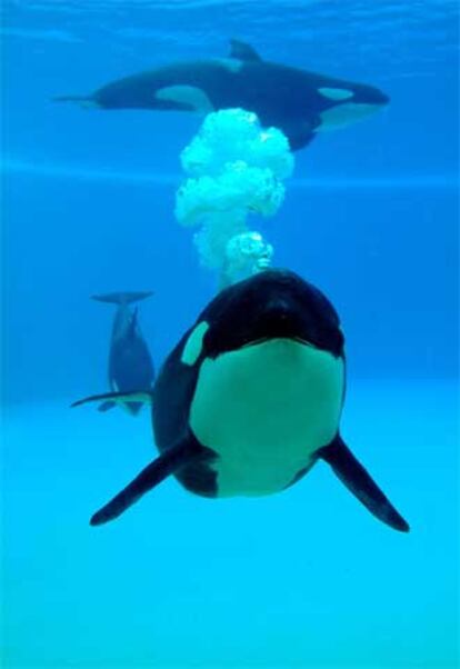 Tres de las cuatro orcas de Loro Parque, en Puerto de la Cruz (Tenerife), nadan en el gran estanque habilitado para ellas.