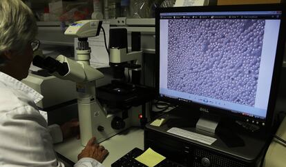 La investigadora Mari Chorro observa al microscopio, unas células de macrófagos tratados con mediadores proinflamatorios, en el Laboratorio de Enfermedades Inflamatorias e Inmunes. Mediante técnicas de imagen, se determinan características como su forma, movilidad. direccionalidad y capacidad de interaccionar con otras células que se ve aumentada o disminuida por diferentes mediadores proinflamatorios. La inflamación está detrás de muchas enfermedades, como las cardiovasculares, obesidad y cáncer. Este grupo, bajo la tutela del catedrático Manuel Fresno, estudia los mecanismos moleculares de la inflamación y la inducción, y la actividad de mediadores inflamatorios, especialmente prostaglandinas. Utilizan un enfoque multidisciplinar (Biología Celular y Molecular, Inmunología y técnicas integradas de imagen) y modelos animales de enfermedad. Centro de Biología Molecular "Severo Ochoa". 