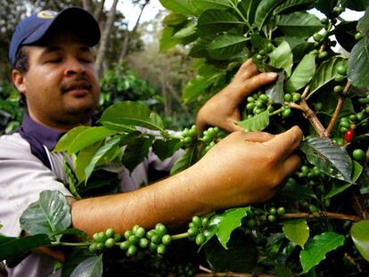 Un agricultor examina los granos de café en una plantación de la provincia colombiana de Santander.