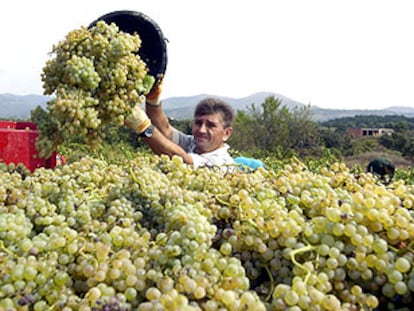 Un agricultor recoge uva en Garriguella (Girona) en la vendimia iniciada en la comarca del Empordà.
/ EFE