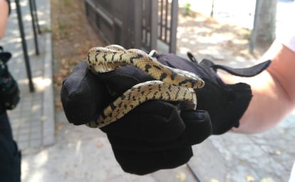 Una culebra al lado de un parque madrileño.