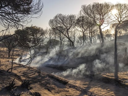 Terrenos del Parque Nacional de Doñana (Huelva), calcinados tras el incendio en junio de 2017.