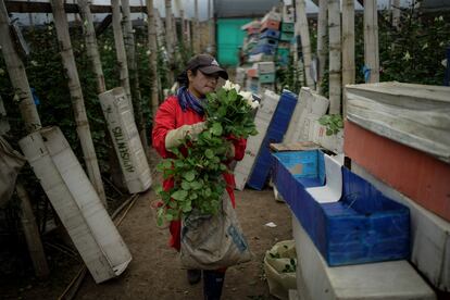 Una trabajadora empaca rosas recién cortadas para exportar a Estados Unidos en una granja de flores en Chía, departamento de Cundinamarca (Colombia), en enero de 2025.