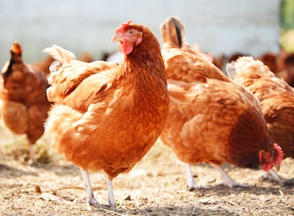 “Hay estudios que indican que vegetarianos y veganos presentan menos mortalidad cardiovascular y menos desarrollo de algunos tipos de cáncer que quienes comen carne”, añade Gabriel Olveira, jefe de Endocrinología y Nutrición del Hospital Regional Universitario de Málaga