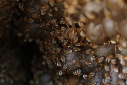 Abejas en la casa de Leydy Pech. 