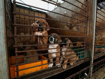 Dogs are seen in a cage at a dog farm in Pyeongtaek, South Korea, Tuesday, June 27, 2023.