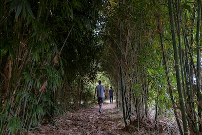 Experimental greenhouse with bamboo species.