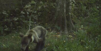 Un oso pardo desnutrido, en la Cordillera Cantábrica.