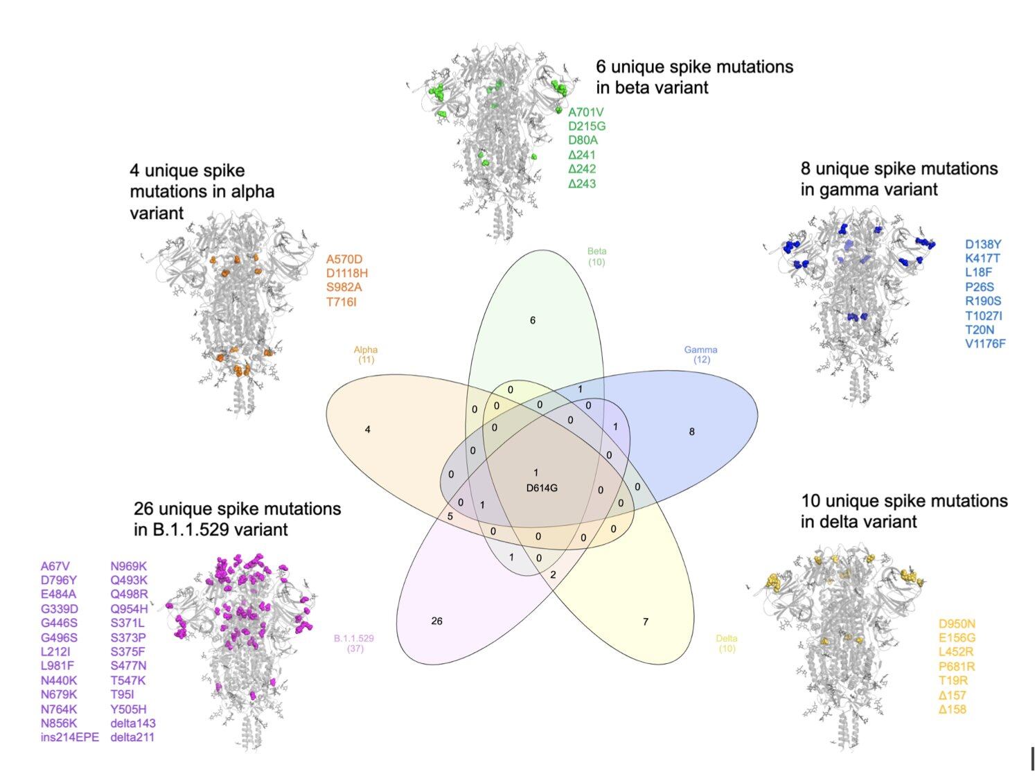 Comparativa de la variante ómicron (B11529) con alpha, beta, gamma y delta. La ómicron tiene el número más alto de mutaciones en la espícula.