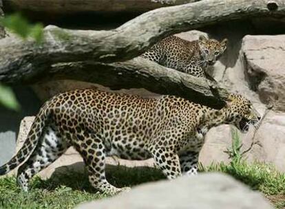 La cría de leopardo de Sri Lanka, nacida en el Zoológico de Fuengirola, junto a su madre.