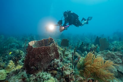 arrecife de la cordillera submarina en República Dominicana